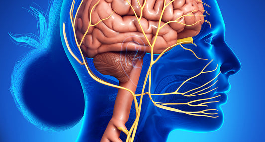 Anxiety and the Vagus Nerve-The Basics