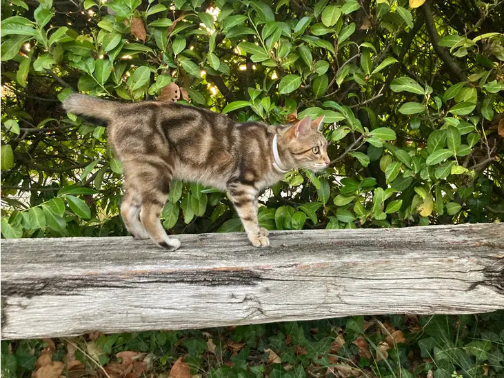 Calming Collar for Cats